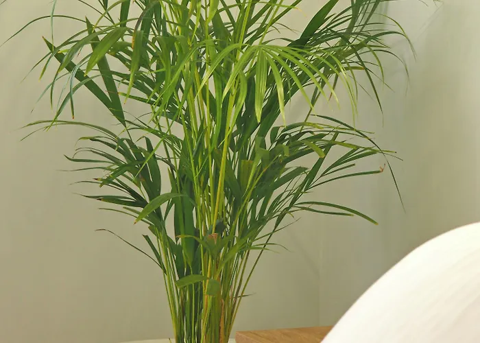 Times Elegant 4* Эрмуполис